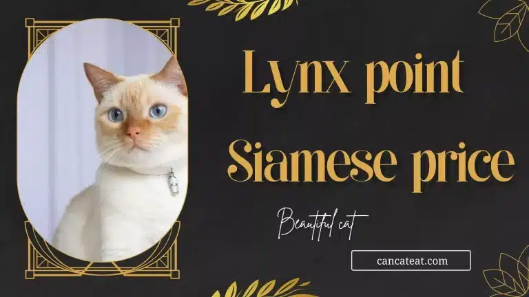 Lynx Point Siamese Price
