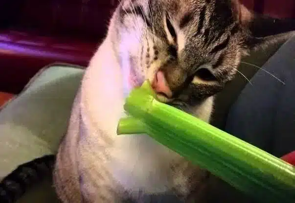 Can Cats Eat Celery Stalks