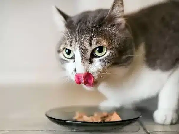 Can Cats Eat Celery Leaves?
